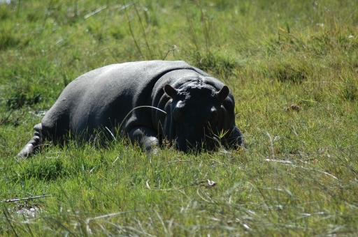 Baby hippo sleeping 2 